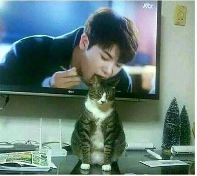 Коты и Кошки