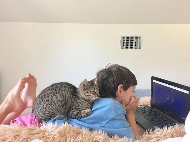 Коты и Кошки