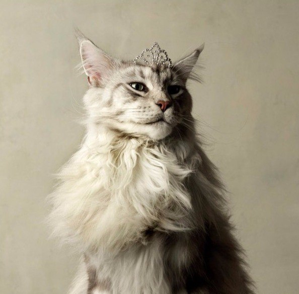 20 шикарных фотографий, в которых вся суть котов