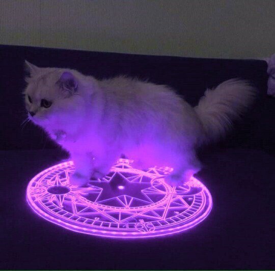 Коты и Кошки