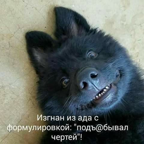 Нестандартный юмор
