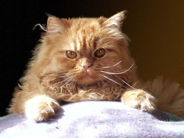 Прикольные коты на среду! ОЧЕНЬ МНОГО!