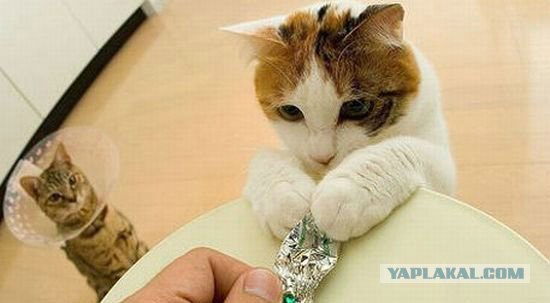 Котовторник  на  ЯПлакалъ