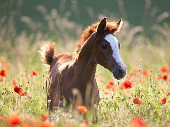 Живность из сети