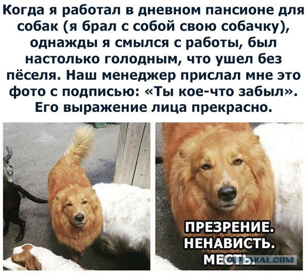 Смешные комментарии из социальных сетей 03.08.2018