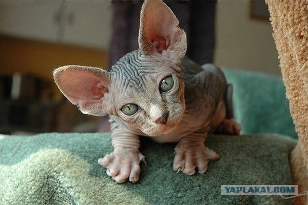 Ну что, котовторник?