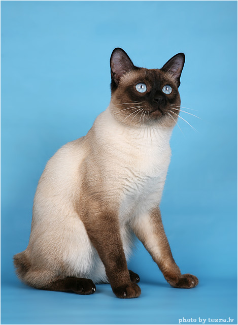 Голубоглазый кот с кургузым хвостом