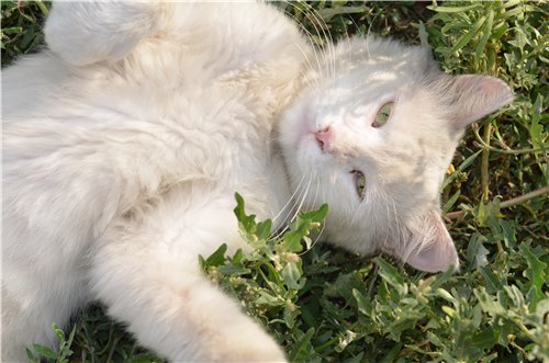 Котовторник 06.09.11