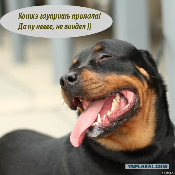 Собачий похер - фейс