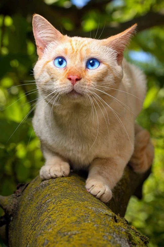 Немного милоты