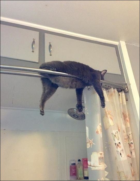 18 котов, которые плевать хотели на законы физики