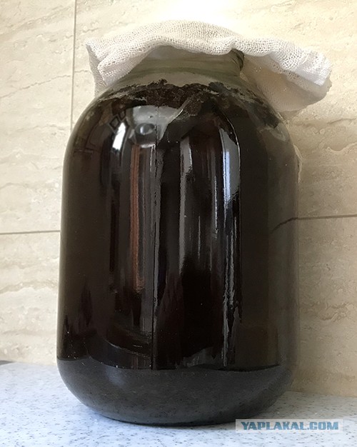 Квас домашний