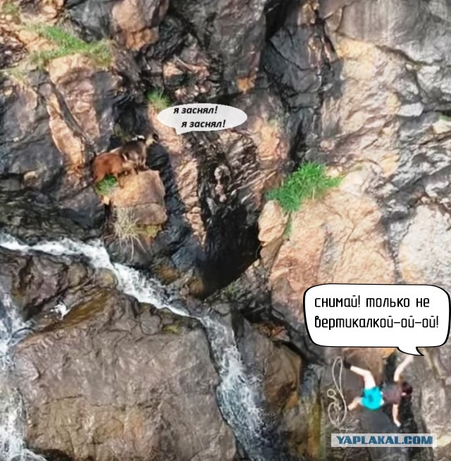 Я думал, в этом видео за горными козлами следить надо...