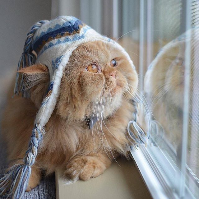 Живность из сети