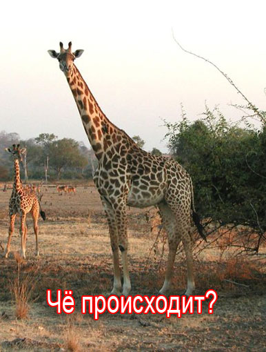 Фотожаба: Сон Лаванды