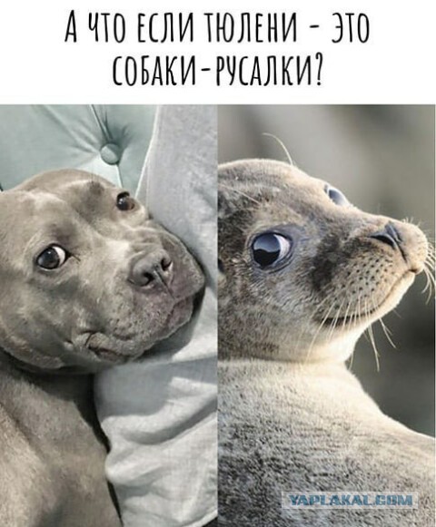 Дед Семёна