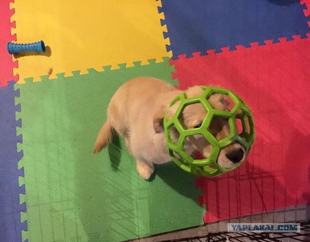 Животные неудачи