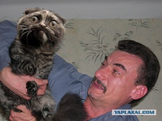 Злой кот