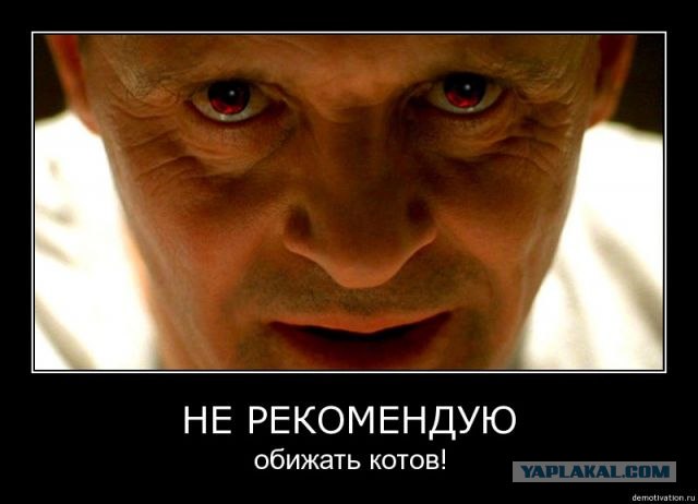 Не повезло коту