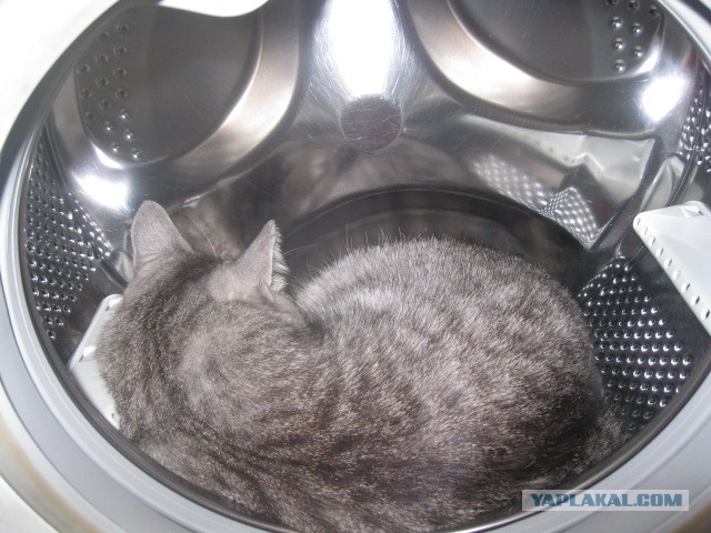 Котовторник 26.03.2013