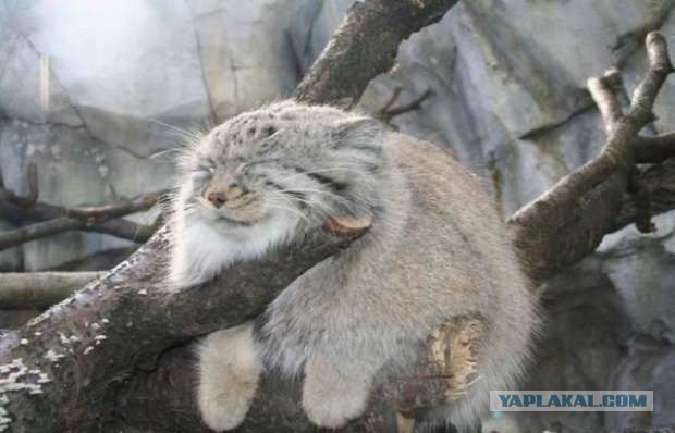 Ну блин, и так сёдня весь сонный хожу..
