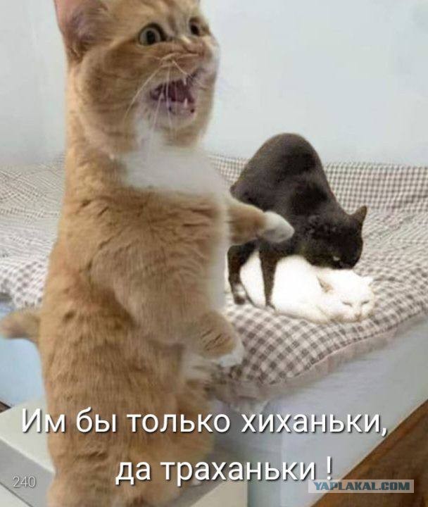 Так себе картинки 29.06.25