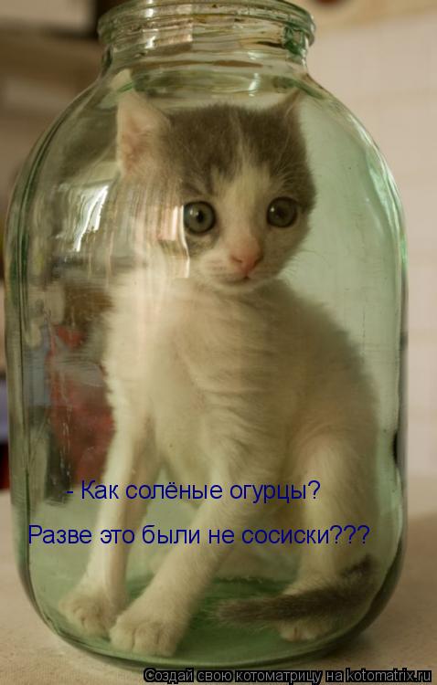Доказательство того, что коты жидкие