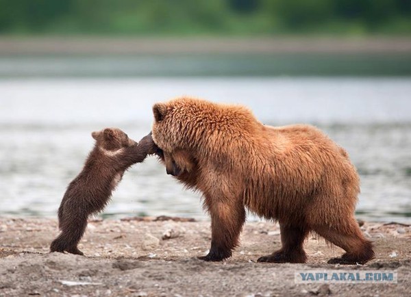 7 интересных фактов о медведях