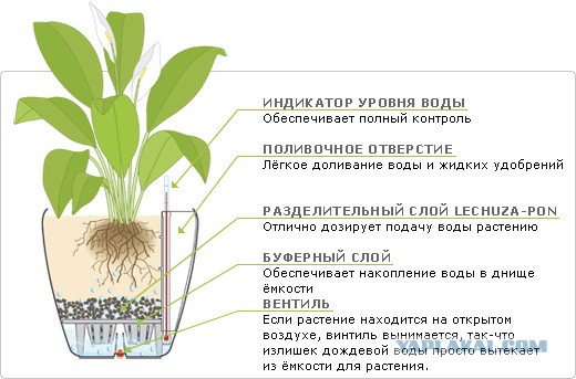 Как вырастить авокадо