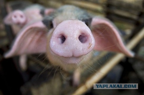 Отправка "добровольцев" на фронт