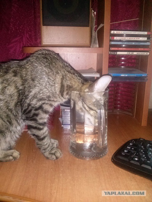Котовторник 05.08.2014