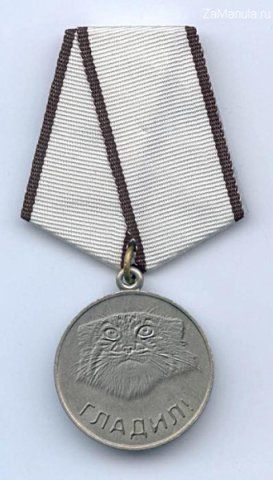 Дикие киски - Манулы