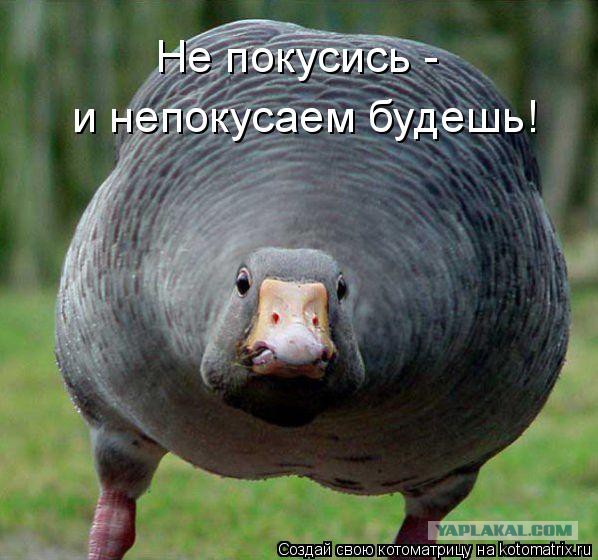 Самые страшные хищные птицы