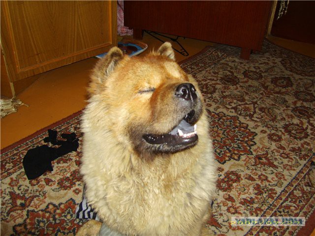 Вечерний сюрприз