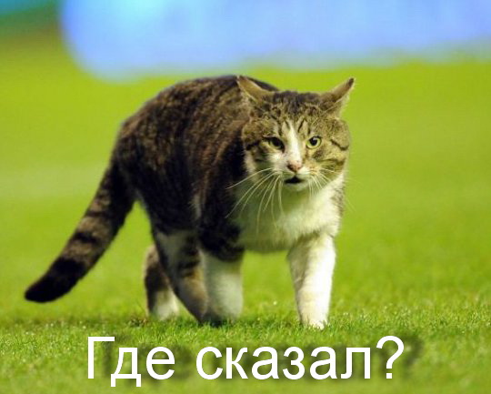 Известные котомемы.