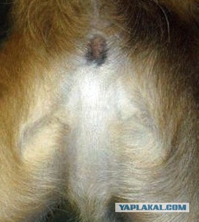 Религиозное чудо или ... ?