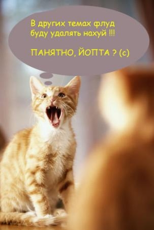 Коты, кошки, котята