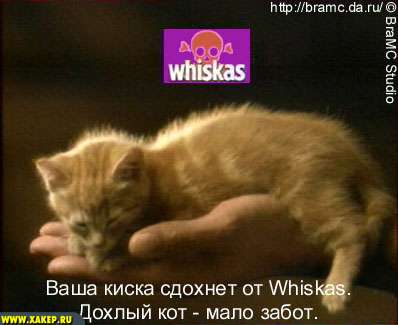 КОШКИ и ХОЗЯЕВА, подбрка картинок