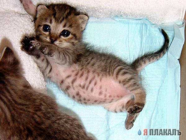 Коты, кошки, котята
