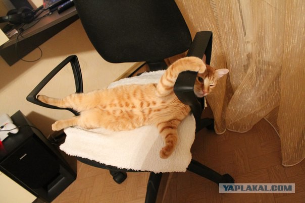 Котовторник 19.01.2016