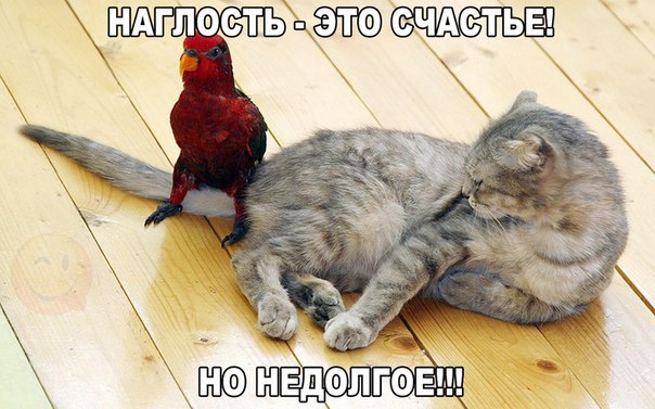 Подборка забавных картинок