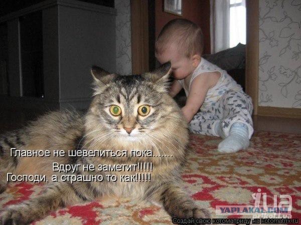 Когда дети гостей хотят потискать твоего кота....