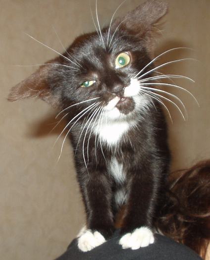 Коты, кошки, котята