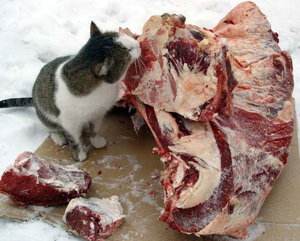 Котовторник!