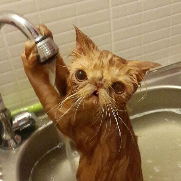 Прикольные животные