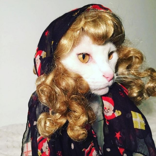 Коты из сети