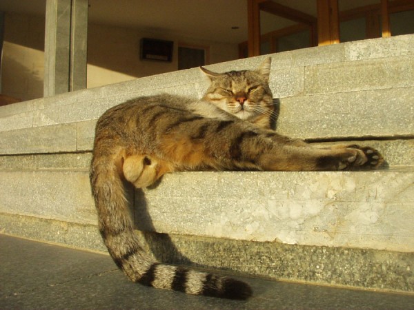 Коты из сети