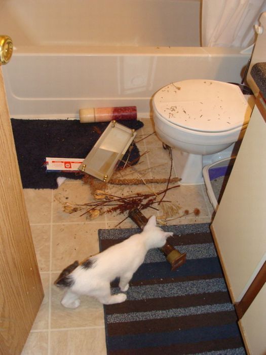 Коты из сети