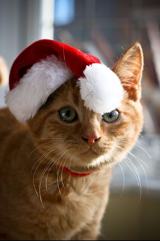 Коты из сети