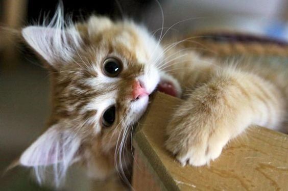 Коты из сети